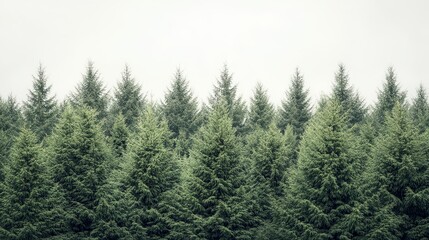 Obraz premium cedar coniferous trees