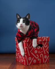 A beautiful black-and-white cat on a solid-colored background