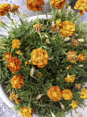 Colorful flowers in nature