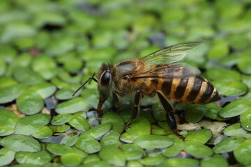 A macro close‑up of a honey bee drinking water from the surface of a lotus leaf in a pond. The...