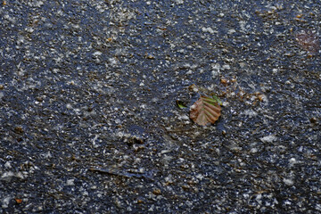 Fallen leaf on the wet asphalt. Close-up. Selective focus.
