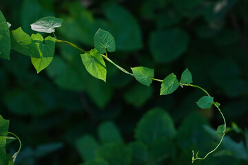 green leaves on a tree