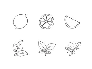 lemon detailed simple line art