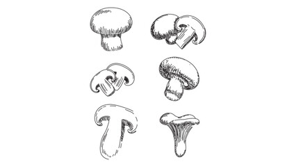 Mushroom Sketch Vector Illustration for Culinary and Botanical Designs with Natural Elements