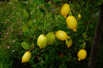 Lemon Garden is organically farmed without chemicals, grown in a home farm.