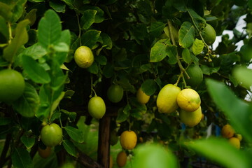 Lemon Garden is organically farmed without chemicals, grown in a home farm.
