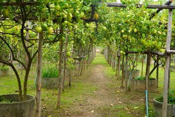 Lemon Garden is organically farmed without chemicals, grown in a home farm.