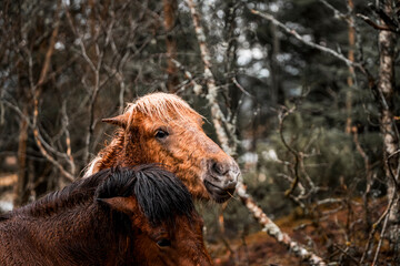 winter horse pony in the forest equine 