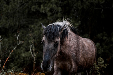 dark horse in the field forest Icelandic horse pony