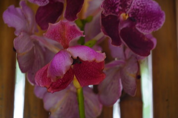 Colorful and beautiful orchids hang in the garden behind the bamboo wall.