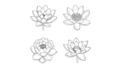 Fototapeta premium Lotus Flower Line Art Vector Illustration for Botanical and Floral Design Projects