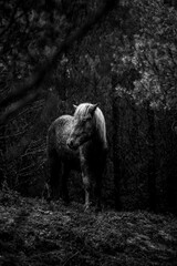 beautiful Icelandic pony in the dark forest with little light mystical horse equine photo fine art