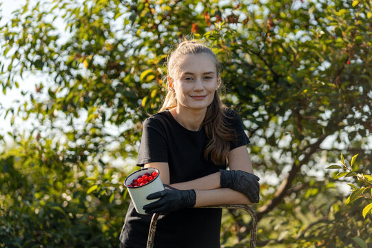 Farmer holding metal mug full of freshly picked cherries in orchard