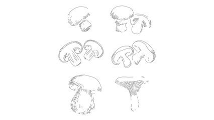 Mushroom Line Art Collection Detailed Fungi Illustrations for Scientific and Artistic Use