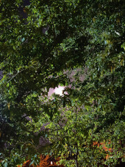 white swan on a tree