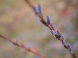 3月に芽吹いた「コリヤナギ（行李柳）」