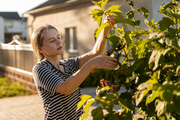 Woman pruning plants in garden during summer sunset
