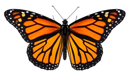 Fototapeta premium Monarch butterfly, close-up