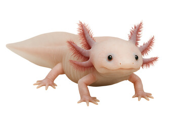 cute pink axolotl on a transparent background