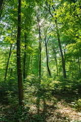 Sunlight in the green forest, spring time