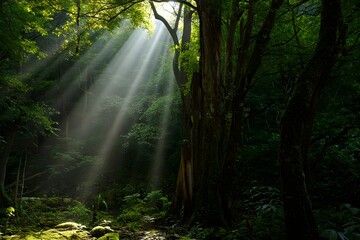Sunbeam in Tropical Rain forest