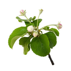 Apple tree flowers and buds isolated on white or transparent background