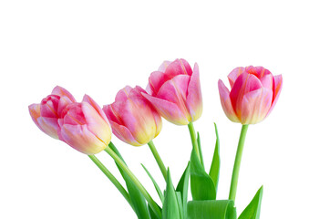 Bouquet of pink tulips isolated on a white