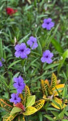 purple and yellow flowers