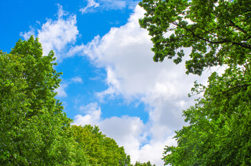 Green crown trees view from below into the sky.