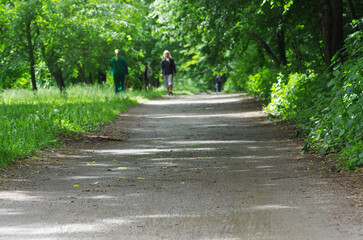 People walking down a dirt road in the woods forest. A path in the forest, active recreation, nature, adventure.