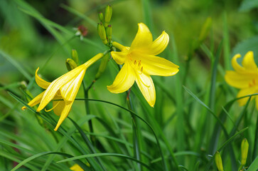 Bright yellow flowers of Hemerocallis middendorffii