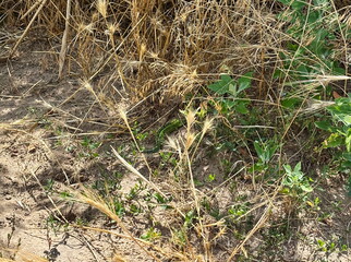 An attentive traveler may be lucky enough to come across a colorful steppe lizard in semi-dry plant...