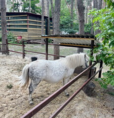 The amazing coloring of a spotted pony attracts the interested gaze of passers-by and vacationers.