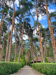 Panorama of a wide paved path surrounded by trimmed bushes, stretching into the depths of a young...