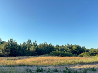 Panorama of a clear blue sky over the coastal vegetation of the Dnieper floodplains illuminated by...