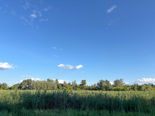 Landscape of steppe vegetation at the foot of the trees of a young forest against the background of a sunny blue sky at sunset.