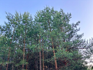 An unsurpassed view of young pine forest trees that tirelessly stretch up to the sunny blue sky.