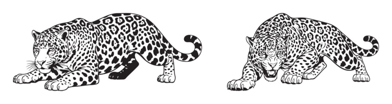 Two crouching jaguars preparing to fight vector illustration