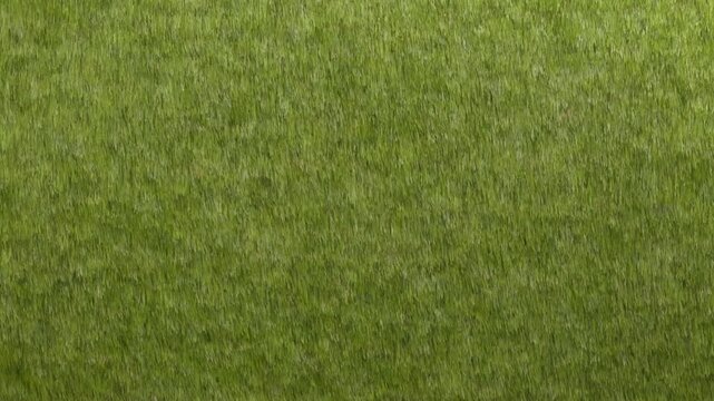 The seamless looping animation of grass field swaying wind created by 3D modeling.