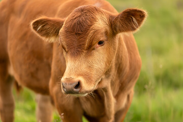 Limousin cattle.  Close up of a well grown Limousin calf in Summer, facing front and free roaming in the Yorkshire Dales, UK.  Horizontal.  Copy space.