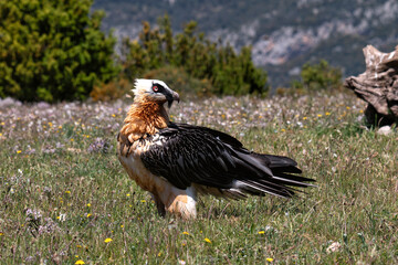 Lammergeier