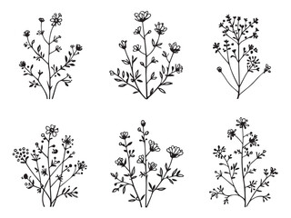 meadow rue clear vision simple line art