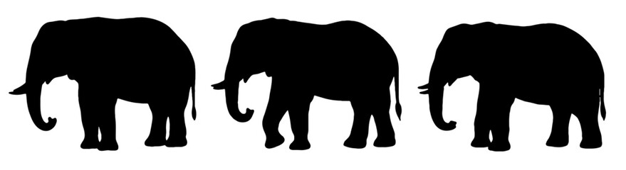 Beautiful black silhouettes of three elephants isolated on white background