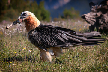 Lammergeier