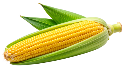 Fresh corn on the cob with bright yellow kernels and partially peeled green husk, fully isolated on a transparent PNG background — perfect for agricultural visuals, food packaging, or harvest-themed d
