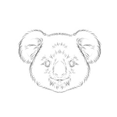 koala head sketch on white background