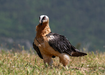 Lammergeier