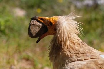 egyptian vulture with rock
