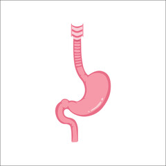 stomach vector, human digestive system element in flat anatomical style used for medical education, healthcare infographics and biology graphics
