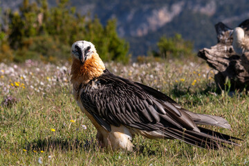 Lammergeier